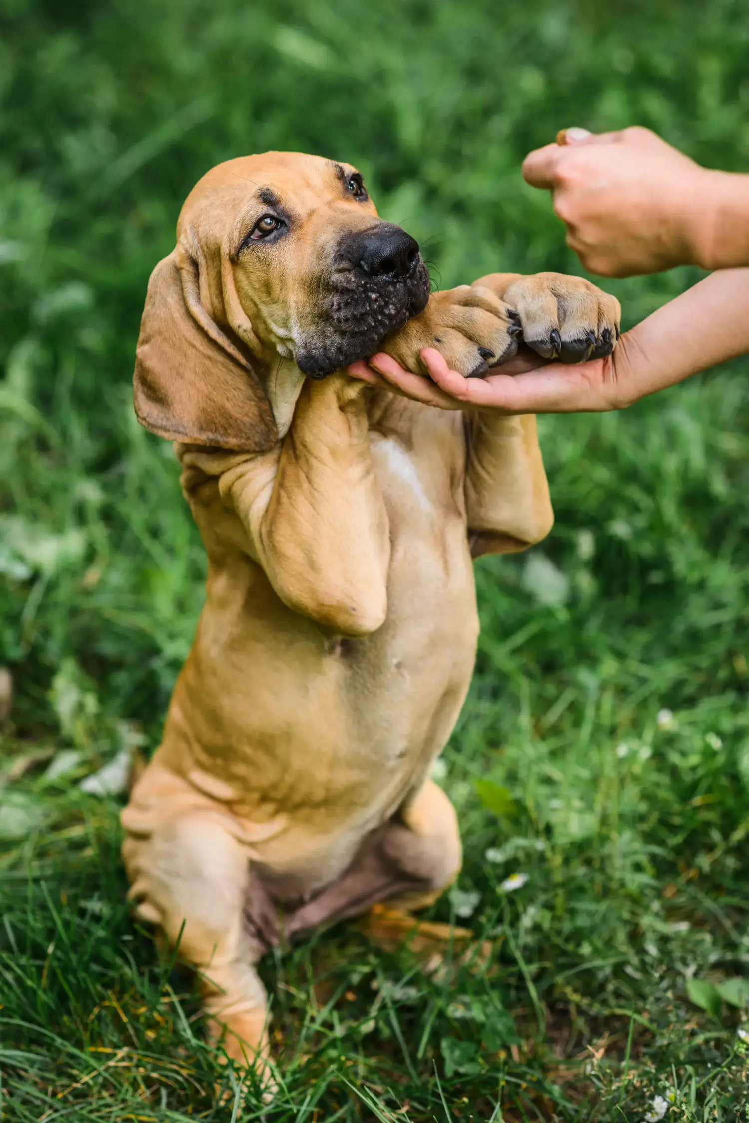 Cumpărarea unui cățel Fila Brasileiro înseamnă asumarea responsabilității! Cumpărați cățeluși Fila Brasileiro.