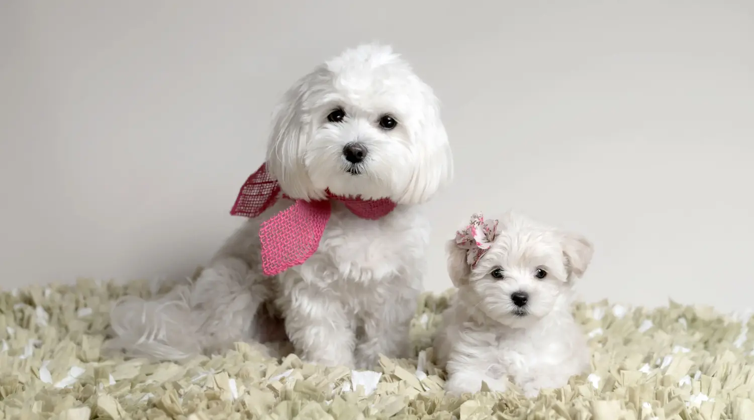 Cumpărarea unui cățel Maltipoo înseamnă asumarea responsabilității! Cumpărați cățeluși Maltipoo.