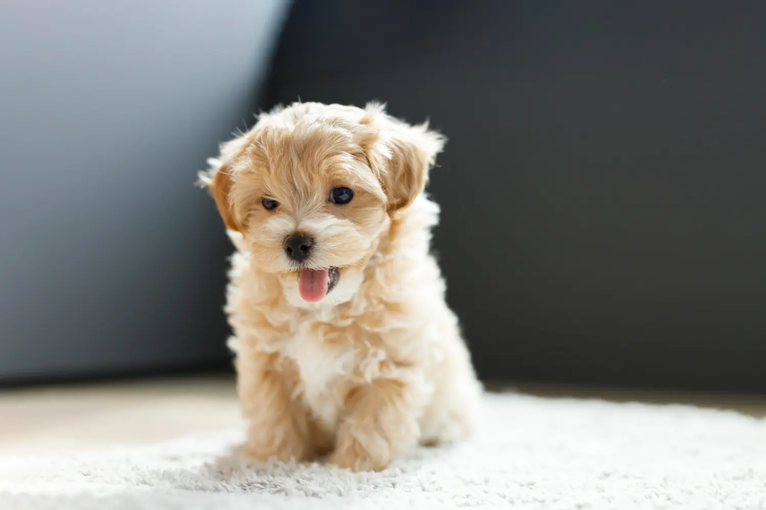 Cumpărarea unui cățel Maltipoo înseamnă asumarea responsabilității! Cumpărați cățeluși Maltipoo.