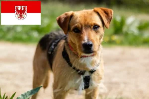 Read more about the article Patterdale Terrier crescători și căței în Brandenburg