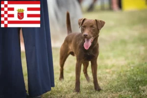 Read more about the article Patterdale Terrier crescători și căței în Bremen
