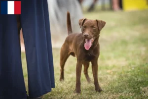 Read more about the article Patterdale Terrier crescători și căței în Franța