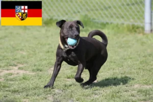 Read more about the article Patterdale Terrier crescători și căței în Saarland