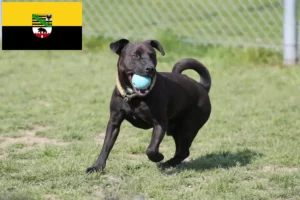 Read more about the article Patterdale Terrier crescători și căței în Saxonia-Anhalt