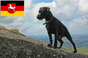 Read more about the article Patterdale Terrier crescători și căței în Saxonia Inferioară