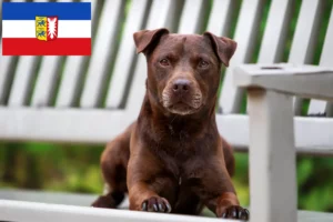 Read more about the article Patterdale Terrier crescători și căței în Schleswig-Holstein