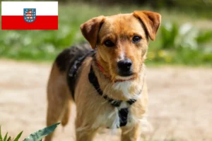 Read more about the article Patterdale Terrier crescători de Patterdale Terrier și căței în Thuringia