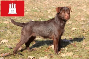 Read more about the article Patterdale Terrier crescători și căței în Hamburg