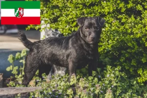 Read more about the article Patterdale Terrier crescători de Patterdale Terrier și căței în Renania de Nord-Westfalia