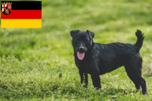 Read more about the article Patterdale Terrier crescători și căței în Renania-Palatinat