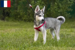 Read more about the article Alaskan Klee Kai crescători și căței în Franța