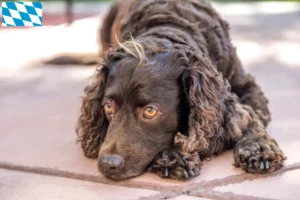 Read more about the article American Water Spaniel crescători și căței în Bavaria