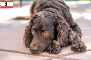 Read more about the article American Water Spaniel crescători și căței în Berlin