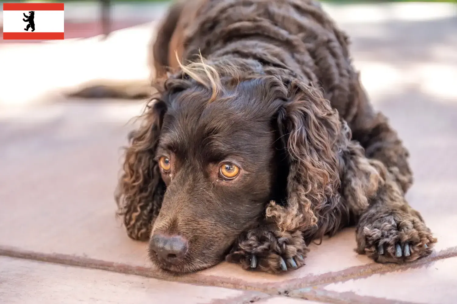 Read more about the article American Water Spaniel crescători și căței în Berlin
