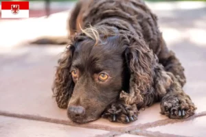 Read more about the article American Water Spaniel crescători și căței în Brandenburg