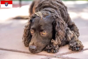 Read more about the article American Water Spaniel crescători și căței în Hessen