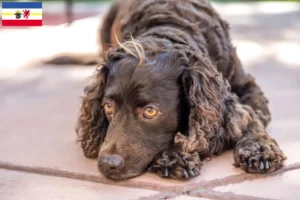 Read more about the article American Water Spaniel crescători și căței în Mecklenburg-Vorpommern