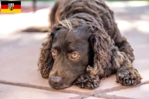 Read more about the article American Water Spaniel crescători și căței în Saarland