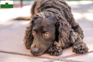 Read more about the article American Water Spaniel crescători și căței în Saxonia