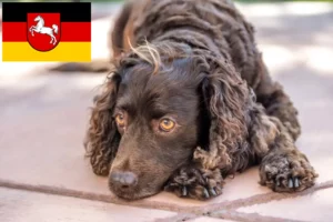 Read more about the article American Water Spaniel crescători și căței în Saxonia Inferioară