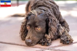 Read more about the article American Water Spaniel crescători și căței în Schleswig-Holstein