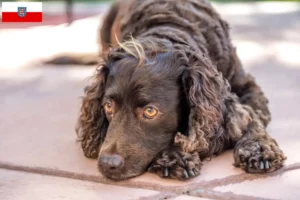 Read more about the article American Water Spaniel crescători și căței în Thuringia