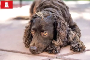 Read more about the article American Water Spaniel crescători și căței în Hamburg