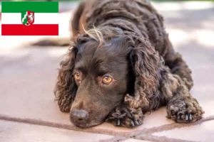 Read more about the article American Water Spaniel crescători și căței în Renania de Nord-Westfalia