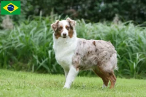 Read more about the article Australian Shepherd crescători și căței în Brazilia