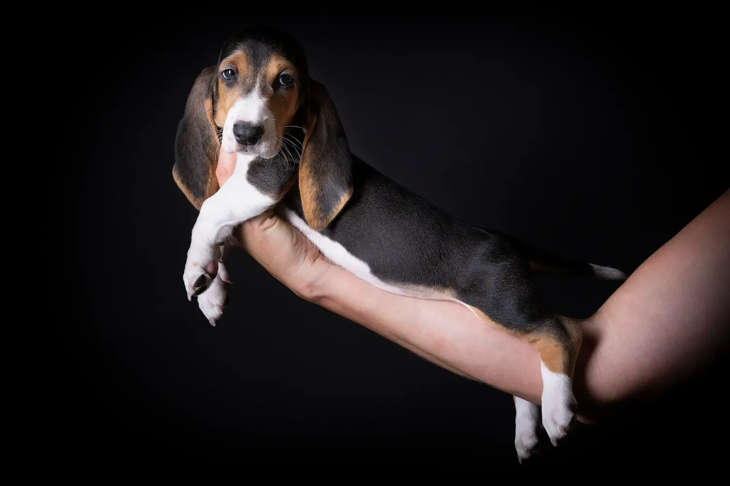 Cumpărarea unui cățel Basset Artésien Normand înseamnă asumarea responsabilității! Cumpărați cățeluși Basset Artésien Normand.