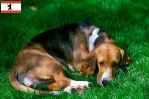 Read more about the article Basset Artésien Normand crescători și căței în Berlin