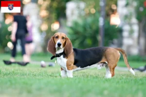 Read more about the article Basset Artésien Normand crescători și căței în Hessen
