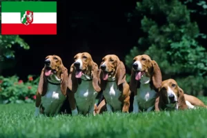 Read more about the article Basset Artésien Normand crescători și căței în North Rhine-Westphalia