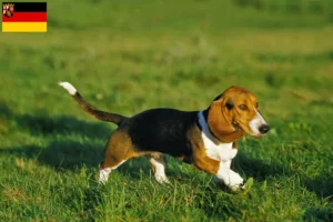 Read more about the article Basset Artésien Normand crescători și căței în Rhineland-Palatinate