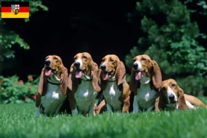 Read more about the article Basset Artésien Normand crescători și căței în Saarland