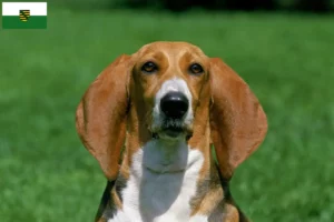 Read more about the article Basset Artésien Normand crescători și căței în Saxonia