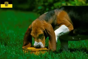 Read more about the article Basset Artésien Normand crescători și căței în Baden-Württemberg