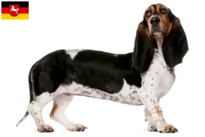 Read more about the article Basset Artésien Normand crescători și căței în Saxonia Inferioară