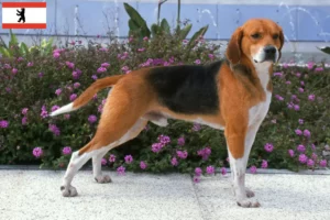 Read more about the article Beagle Harrier crescători și căței în Berlin