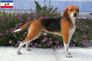 Read more about the article Beagle Harrier crescători și căței în Mecklenburg-Vorpommern