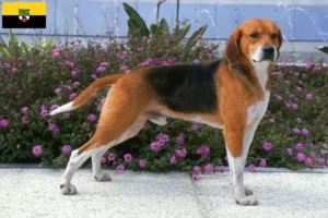 Read more about the article Beagle Harrier crescători și căței în Saxonia-Anhalt