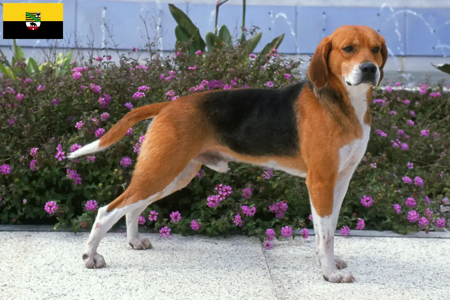 Beagle Harrier căței și crescători Saxonia-Anhalt Găsiți crescători de Beagle Harrier în Saxony-Anhalt.