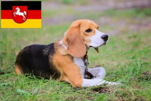 Read more about the article Beagle Harrier crescători și căței în Saxonia Inferioară