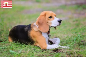 Read more about the article Beagle Harrier crescători și căței în Bremen