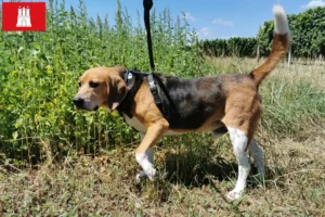 Read more about the article Beagle Harrier crescători și căței în Hamburg