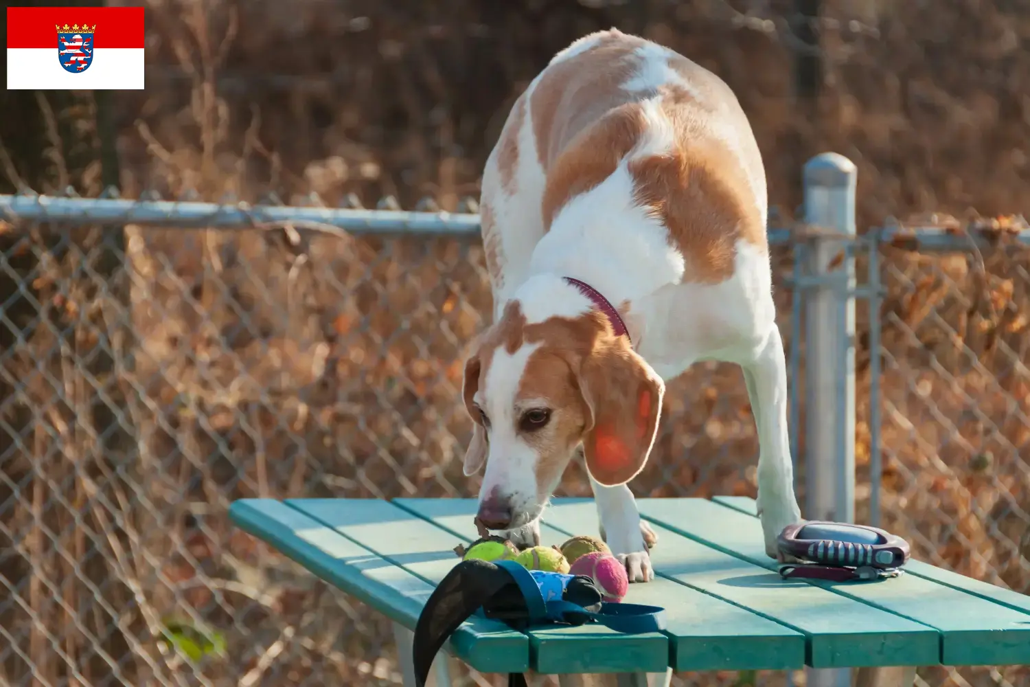 Read more about the article Beagle Harrier crescători și căței în Hessen