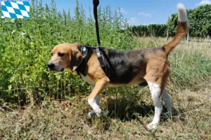 Read more about the article Beagle Harrier crescători și căței în Bavaria