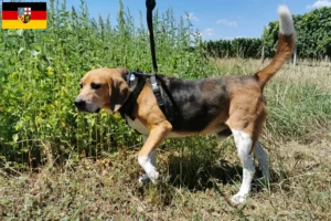 Read more about the article Beagle Harrier crescători și căței în Saarland