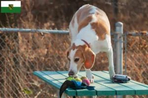 Read more about the article Beagle Harrier crescători și căței în Saxonia