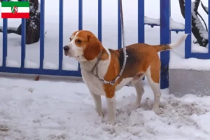 Read more about the article Beagle Harrier crescători și căței în Renania de Nord-Westfalia